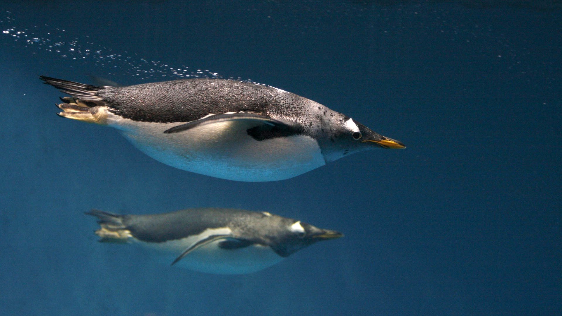 animals, Underwater, Penguins, Birds Wallpaper