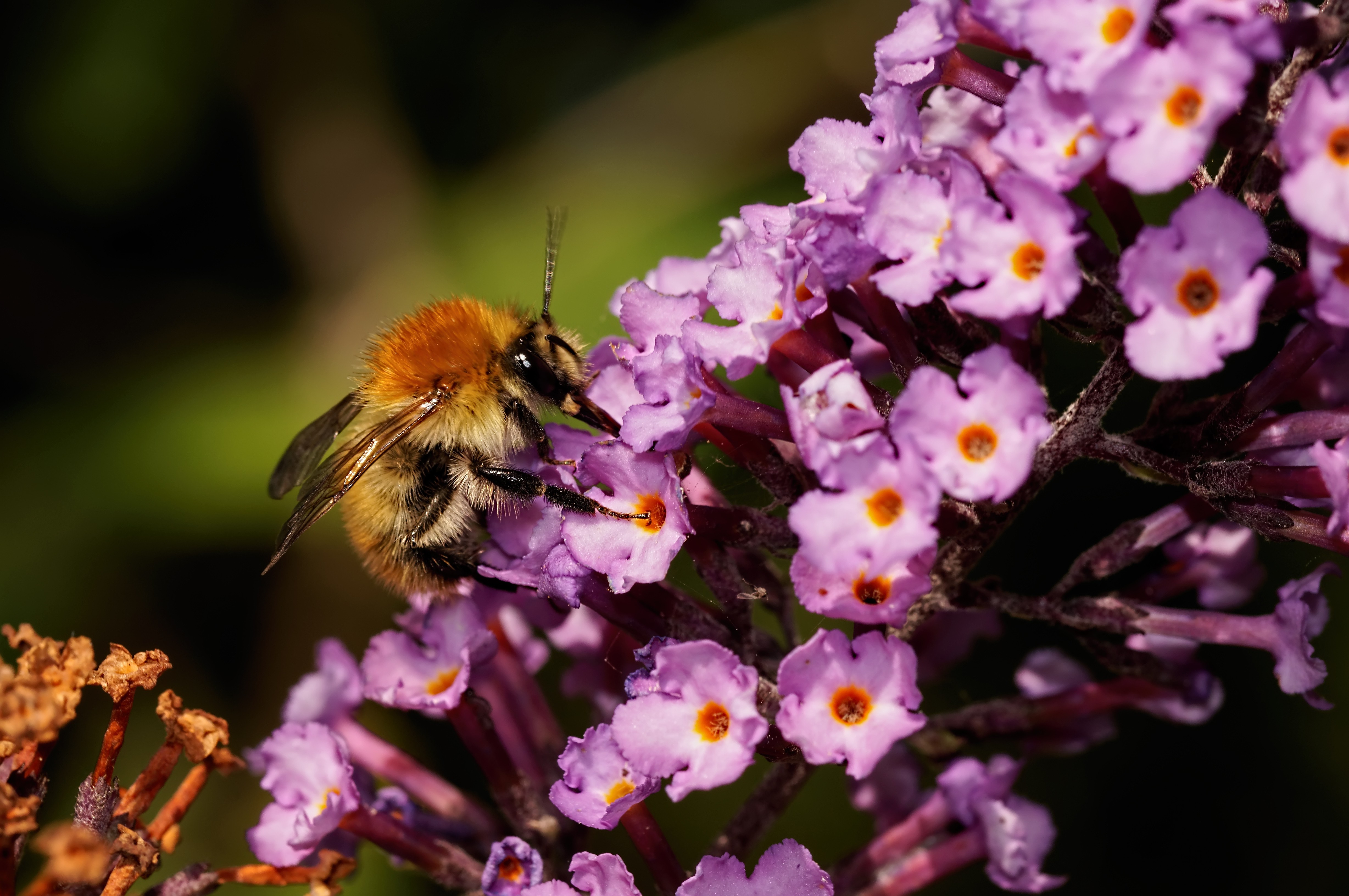 макро пчелы цветы природа животные насекомое бесплатно