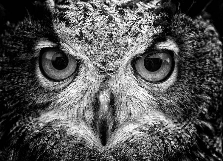 animals, Macro, Owl, Birds HD Wallpaper Desktop Background