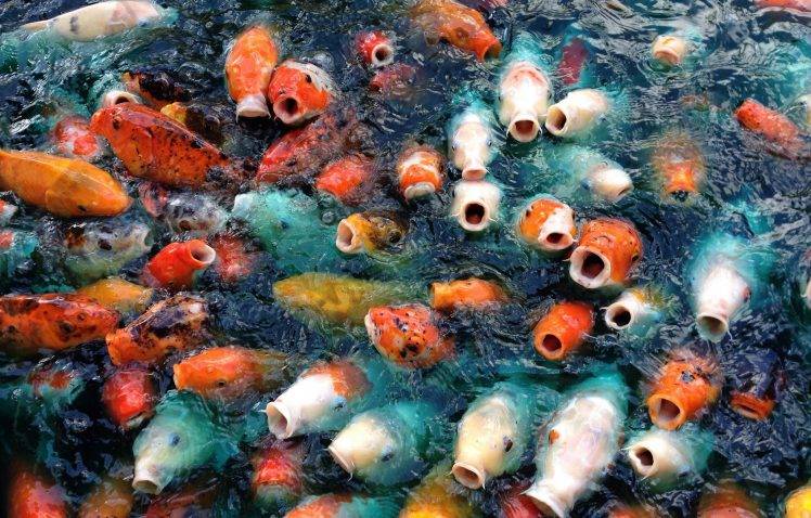animals, Carp, Fish, Koi HD Wallpaper Desktop Background