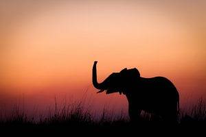 animals, Elephants, Mammals, Silhouette