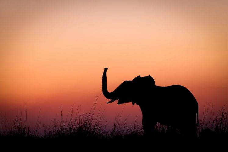 animals, Elephants, Mammals, Silhouette HD Wallpaper Desktop Background