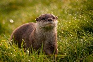 animals, Depth Of Field, Grass, Mammals, Otters