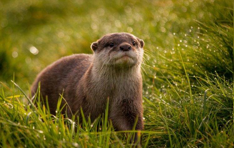 animals, Depth Of Field, Grass, Mammals, Otters HD Wallpaper Desktop Background