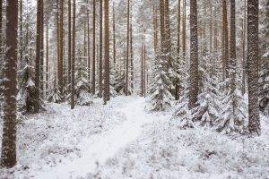 trees, Snow, Landscape