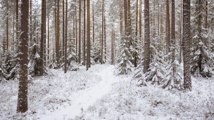 trees, Snow, Landscape HD Wallpaper Desktop Background
