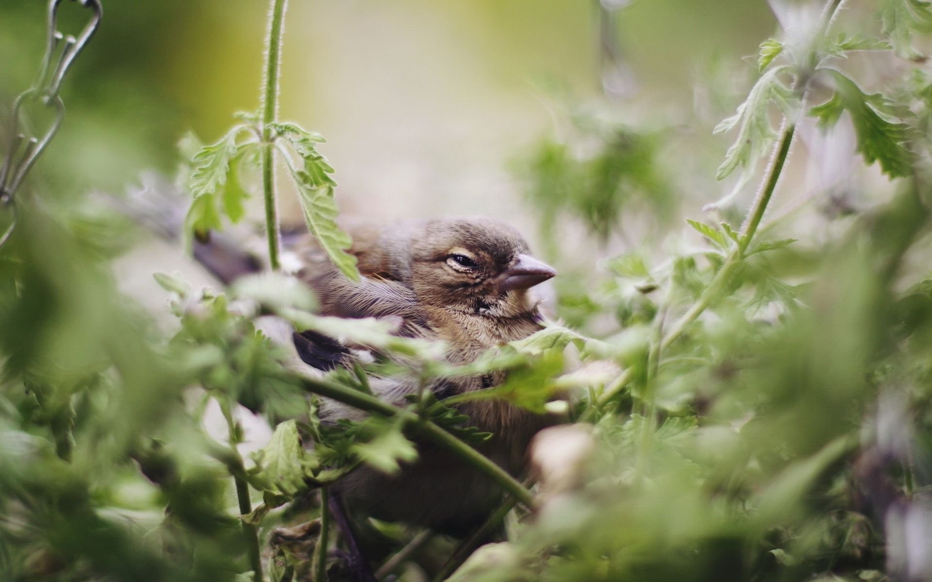 animals, Plants, Birds Wallpaper
