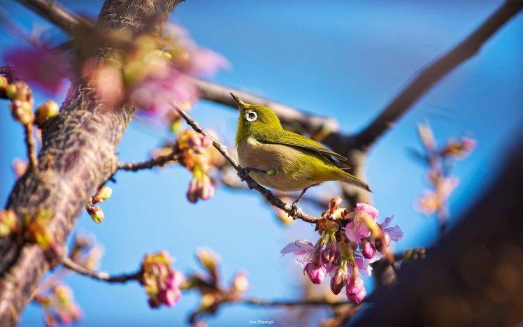 animals, Plants, Birds, Branch HD Wallpaper Desktop Background