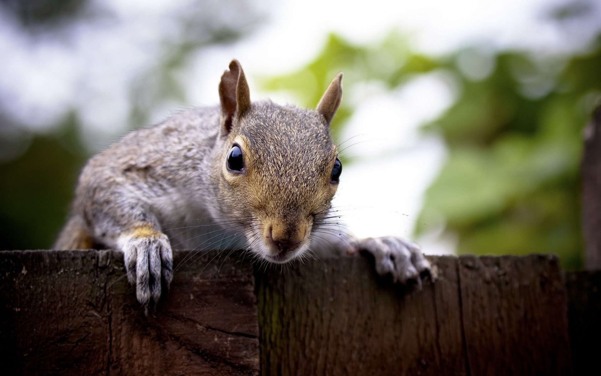 animals, Squirrel Wallpaper