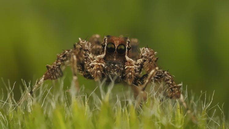 spider, Animals, Nature HD Wallpaper Desktop Background