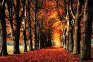 nature, Landscape, Trees, Fall, Yellow, Red, Leaves, Path, Fence, Field, Daylight, Tunnel