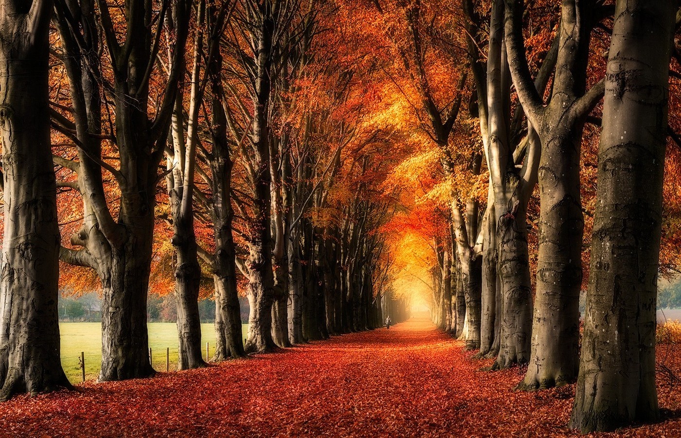 nature, Landscape, Trees, Fall, Yellow, Red, Leaves, Path, Fence, Field, Daylight, Tunnel Wallpaper