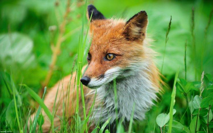 animals, Fox, Grass HD Wallpaper Desktop Background