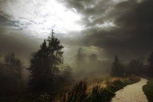 nature, Landscape, Path, Forest, Mist, Shrubs, Clouds, Dark, Daylight, Trees