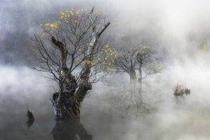 nature, Landscape, Mist, Morning, Trees, Yellow, Leaves, Water, Hill, South Korea