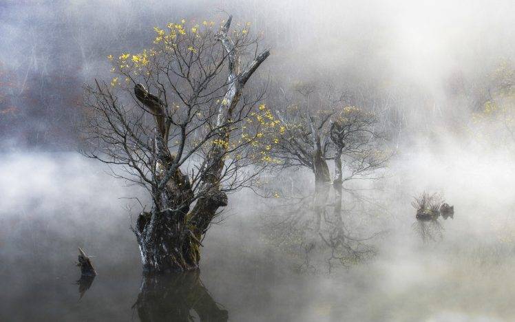 nature, Landscape, Mist, Morning, Trees, Yellow, Leaves, Water, Hill, South Korea HD Wallpaper Desktop Background