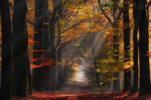 morning, Nature, Path, Sun Rays, Landscape, Netherlands, Trees, Sunlight, Forest, Leaves, Mist, Atmosphere, Fall