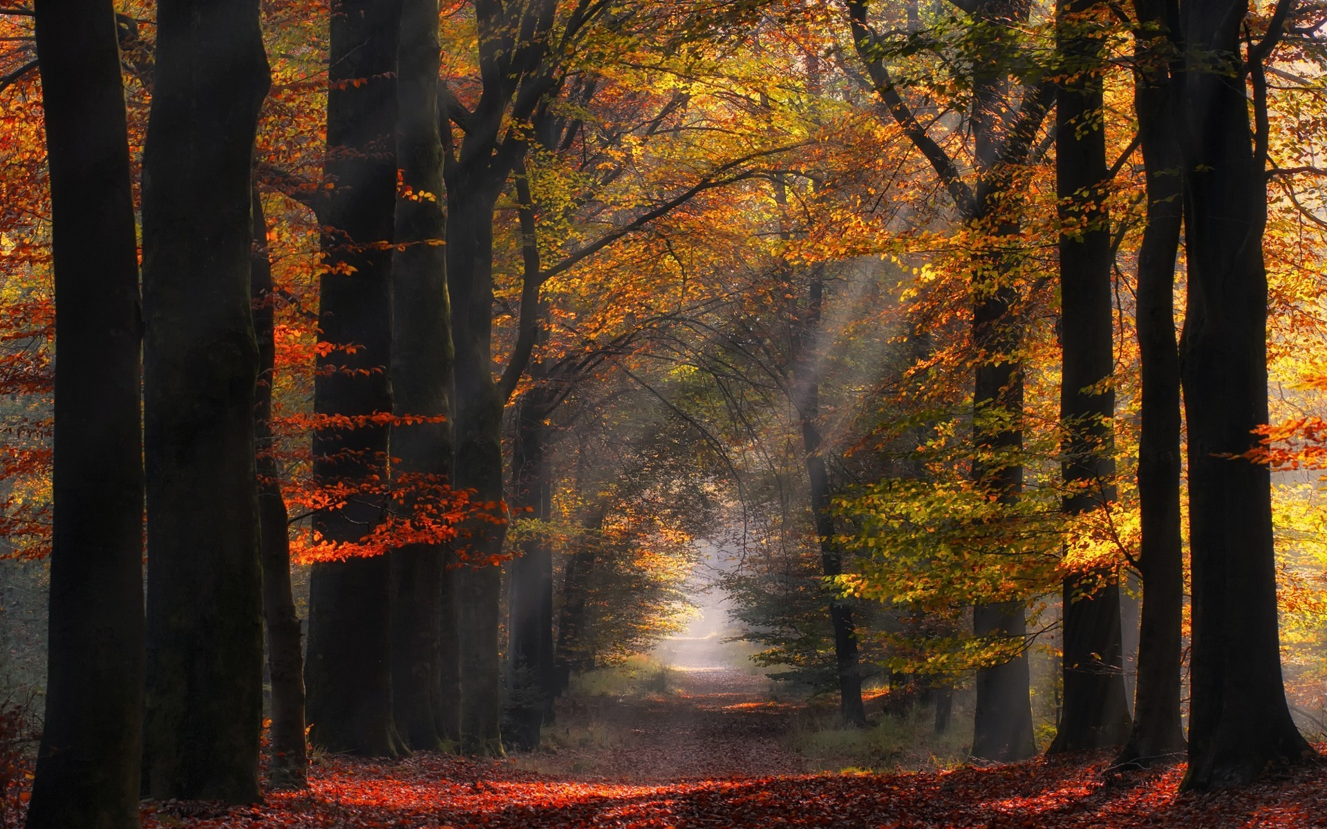 morning, Nature, Path, Sun Rays, Landscape, Netherlands, Trees, Sunlight, Forest, Leaves, Mist, Atmosphere, Fall Wallpaper