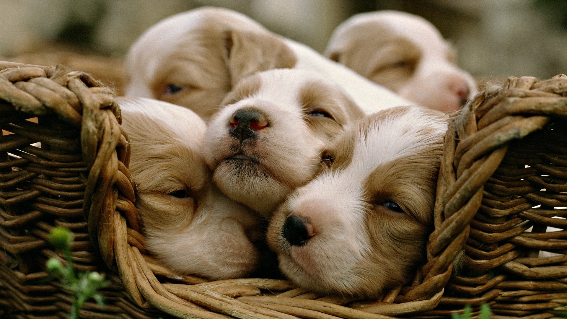 animals, Dog, Puppies, Baby Animals, Baskets Wallpapers HD ...