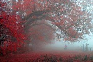 nature, Landscape, Morning, Red, Leaves, Trees, Mist, Fence, UK, Walking, Atmosphere