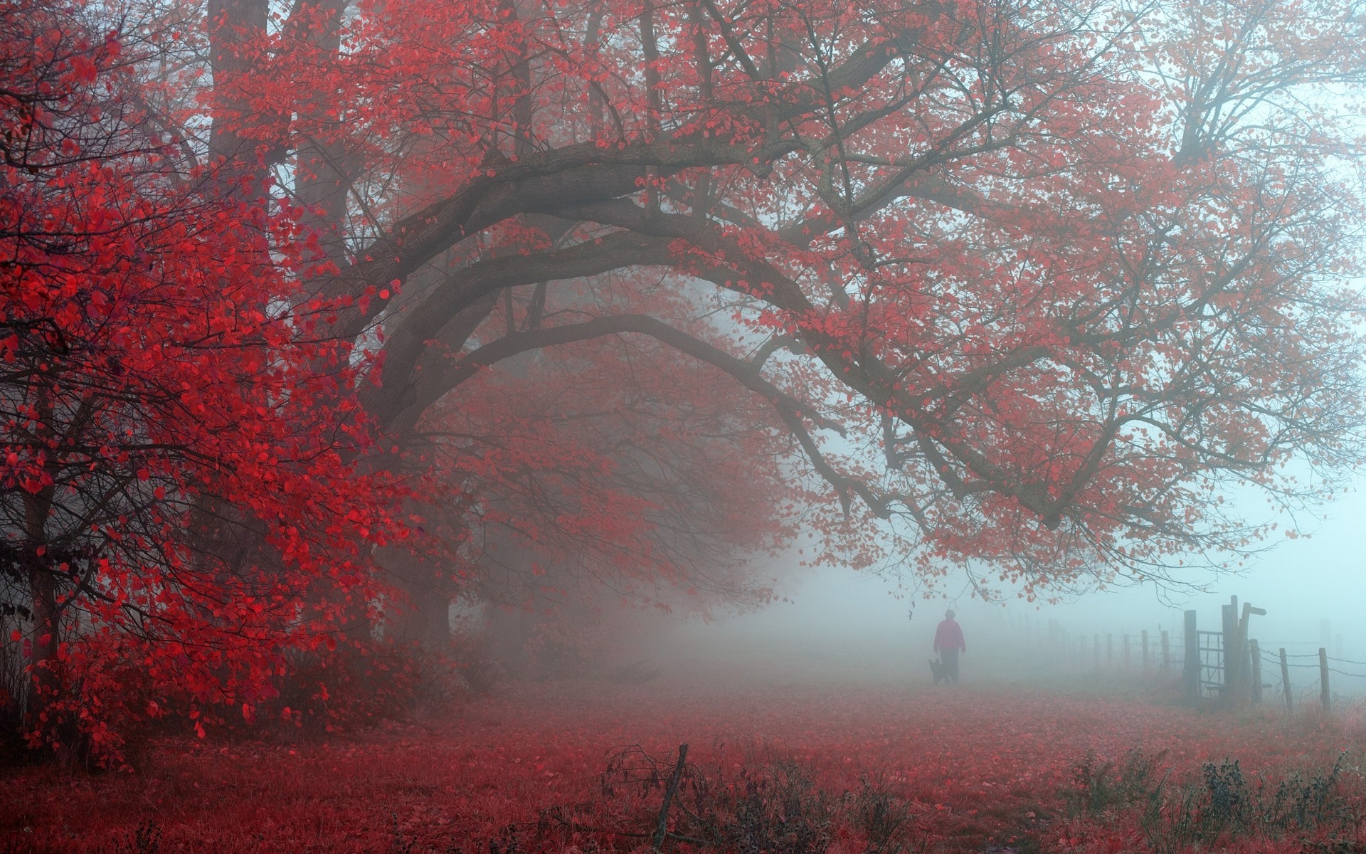 nature, Landscape, Morning, Red, Leaves, Trees, Mist, Fence, UK, Walking, Atmosphere Wallpaper