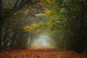nature, Landscape, Fall, Forest, Mist, Morning, Leaves, Trees, Path, Tunnel