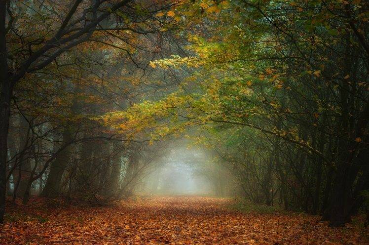 nature, Landscape, Fall, Forest, Mist, Morning, Leaves, Trees, Path, Tunnel HD Wallpaper Desktop Background