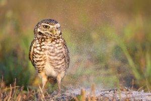 animals, Owl, Birds, Water Drops, Nature
