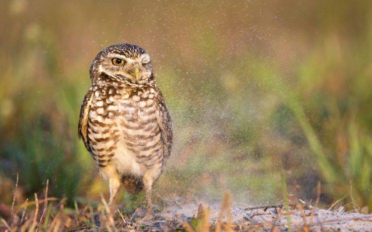 animals, Owl, Birds, Water Drops, Nature HD Wallpaper Desktop Background