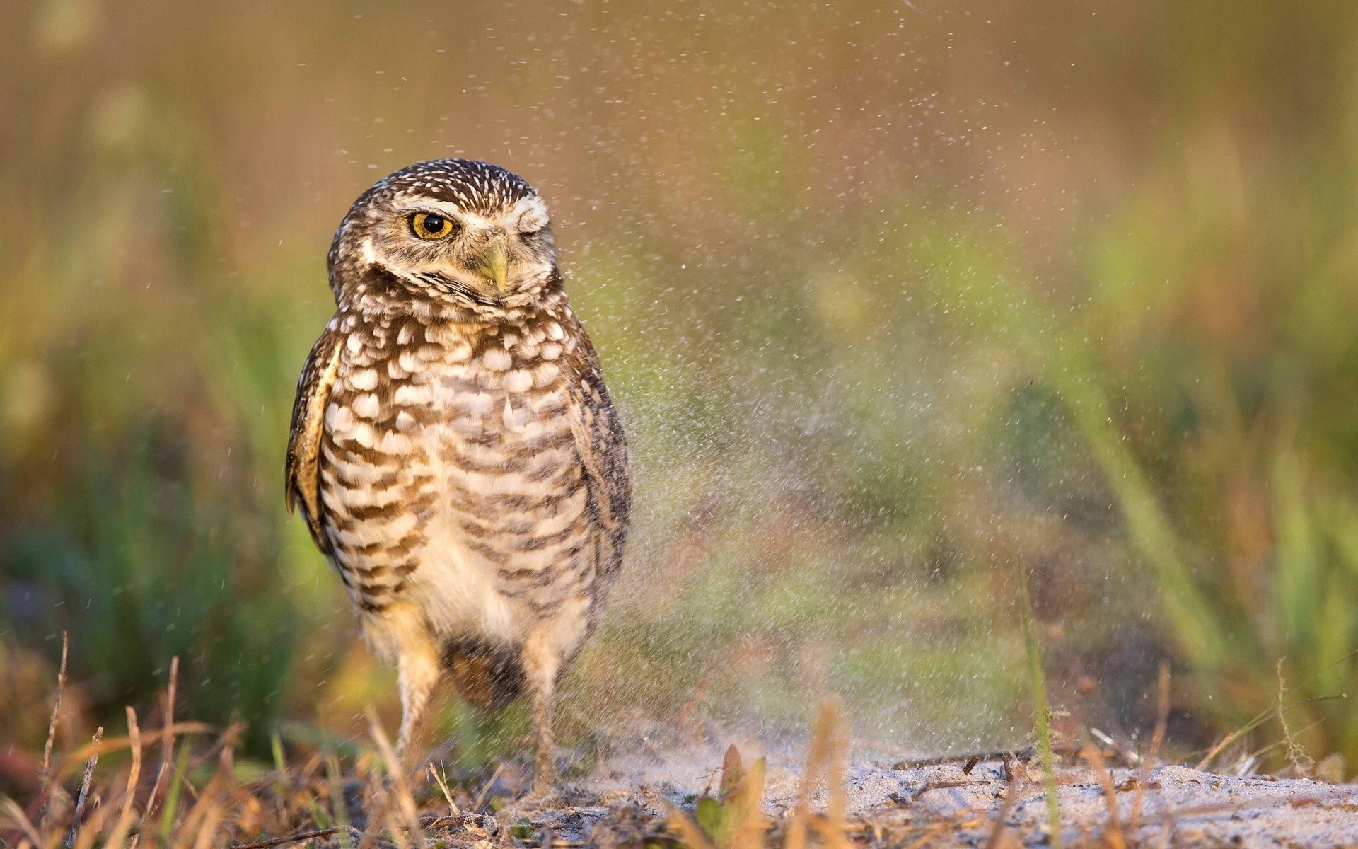 animals, Owl, Birds, Water Drops, Nature Wallpaper