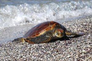 turtle, Beach, Animals