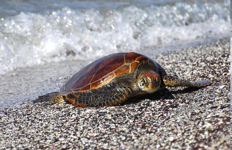 turtle, Beach, Animals HD Wallpaper Desktop Background