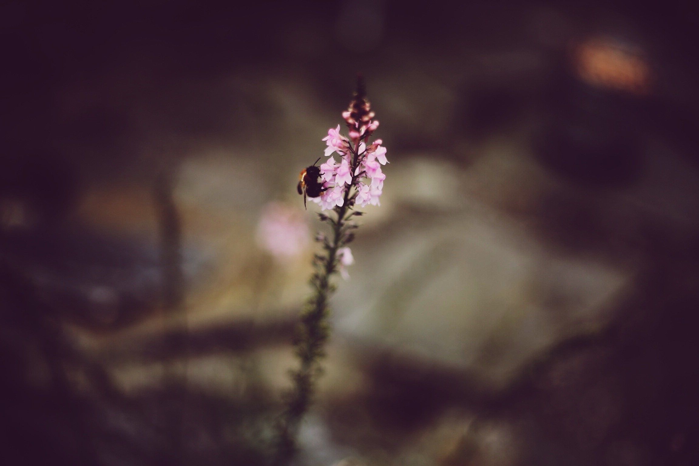 plants, Animals, Insect, Hymenoptera, Flowers, Depth Of Field Wallpaper