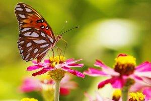 plants, Animals, Insect, Lepidoptera, Macro, Flowers, Depth Of Field