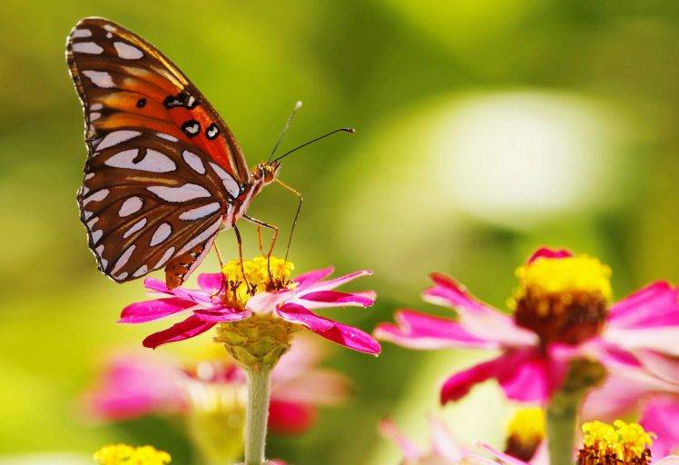plants, Animals, Insect, Lepidoptera, Macro, Flowers, Depth Of Field HD Wallpaper Desktop Background
