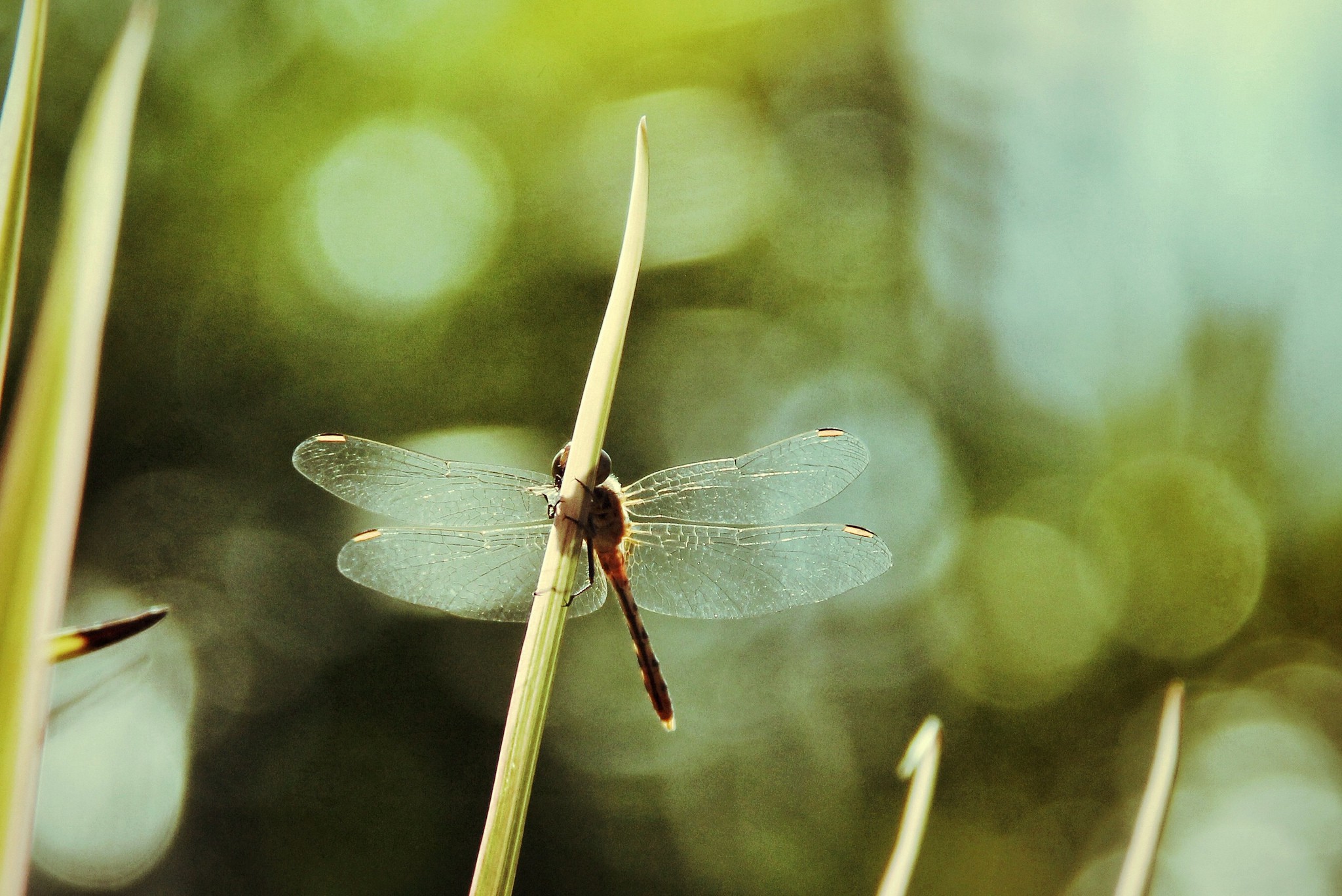 animals, Plants, Insect, Lepidoptera Wallpaper