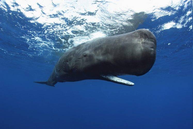 animals, Underwater, Whale, Sperm Whale HD Wallpaper Desktop Background