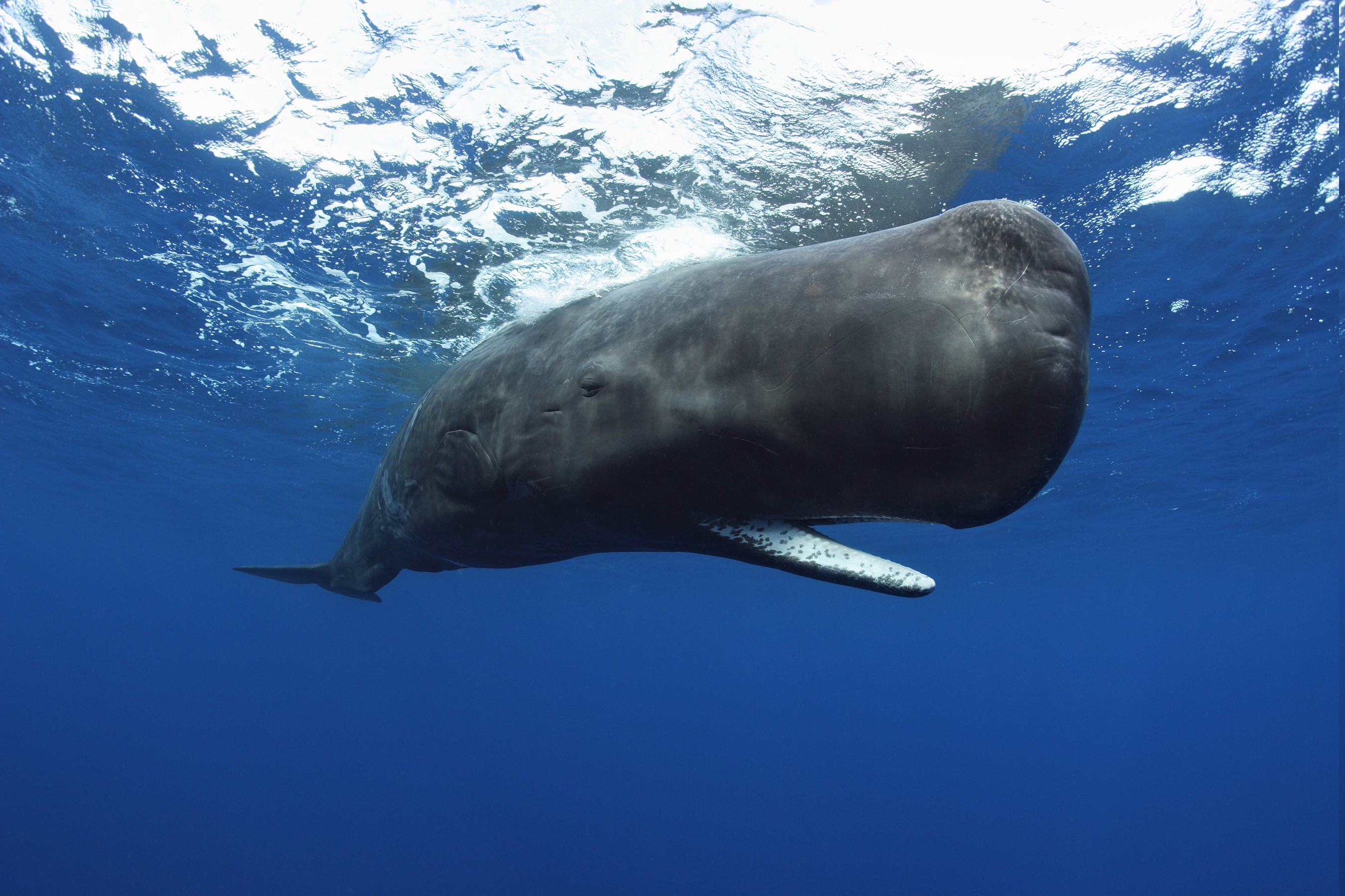 animals, Underwater, Whale, Sperm Whale Wallpaper