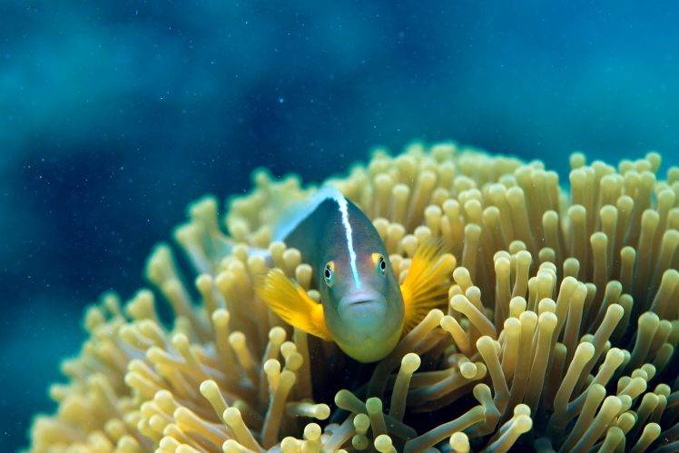 animals, Underwater, Fish HD Wallpaper Desktop Background