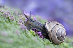 animals, Macro, Snail