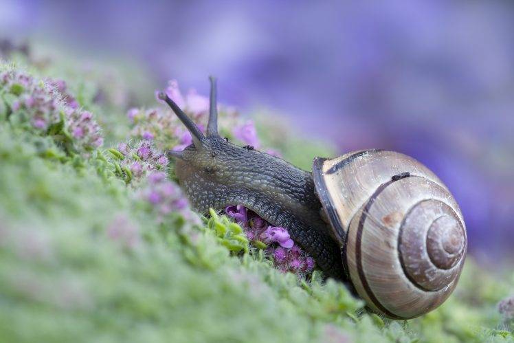 animals, Macro, Snail HD Wallpaper Desktop Background