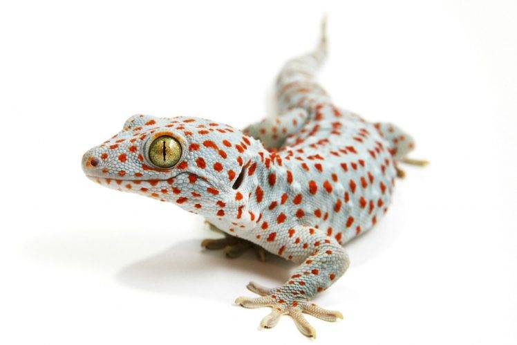 lizards, Reptile, Animals HD Wallpaper Desktop Background