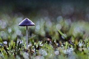 bokeh, Mushroom, Grass, Nature, Macro