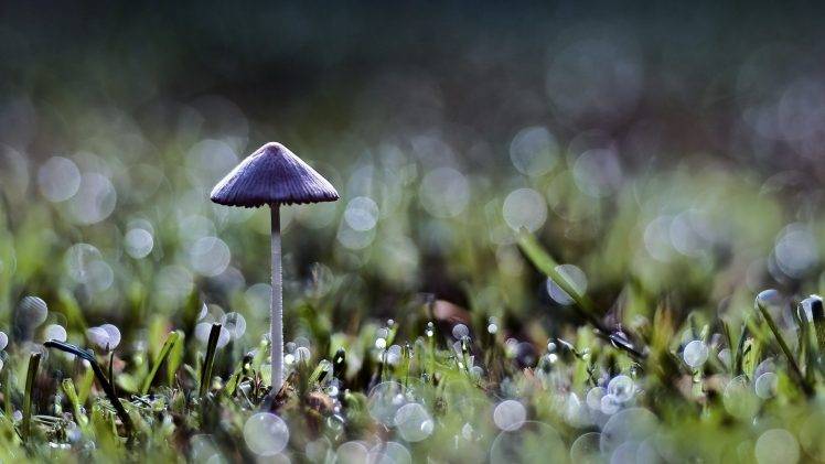 bokeh, Mushroom, Grass, Nature, Macro HD Wallpaper Desktop Background