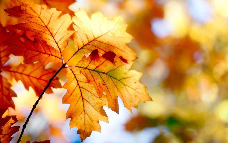 leaves, Fall, Nature HD Wallpaper Desktop Background