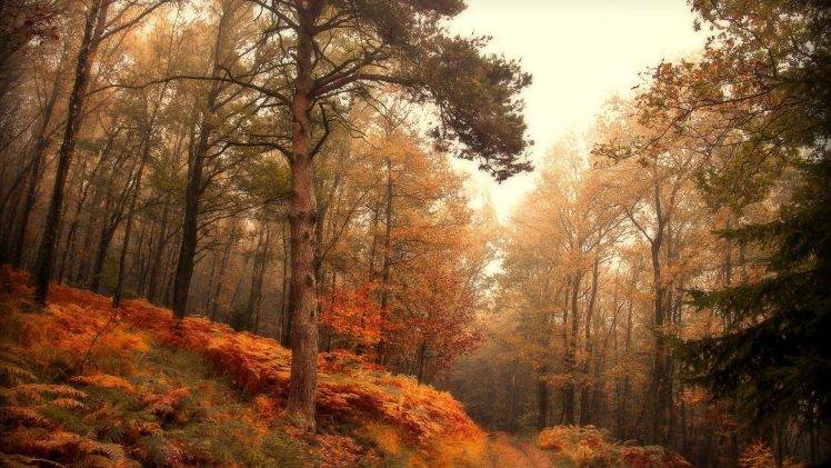 nature, Landscape, Forest, Hill, Path, Fall, Mist, Leaves, Branch, Ferns, Grass HD Wallpaper Desktop Background