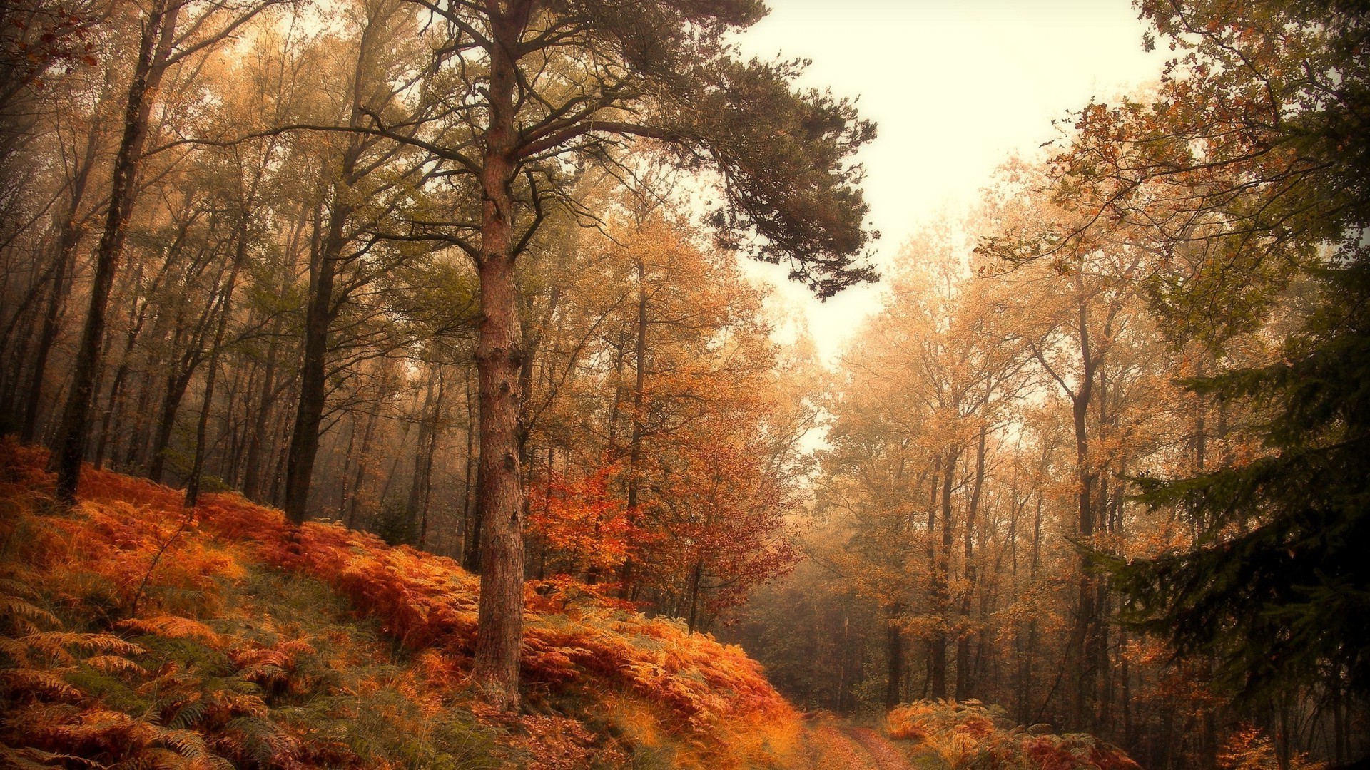 nature, Landscape, Forest, Hill, Path, Fall, Mist, Leaves, Branch, Ferns, Grass Wallpaper