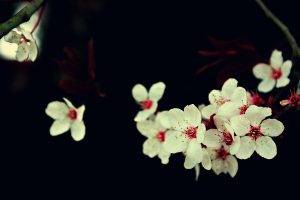flowers, Cherry Blossom, White Flowers, Macro