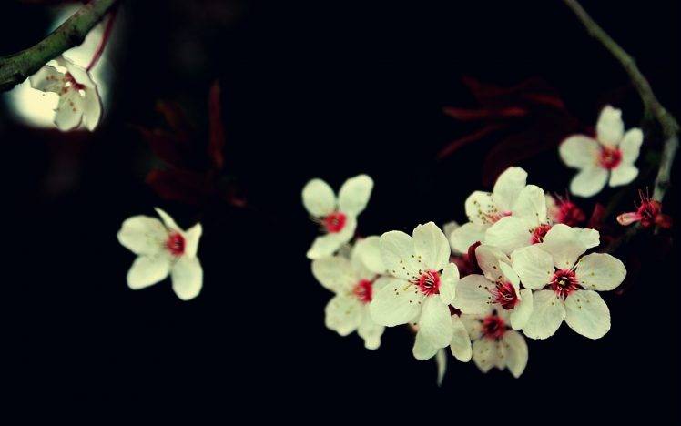 flowers, Cherry Blossom, White Flowers, Macro HD Wallpaper Desktop Background