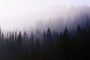 forest, Trees, Nature, Mist